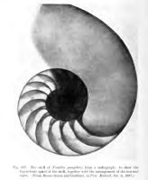 Radiographie de Nautilus pompilius - Green and Gardiner Proc. Malacol. Soc 1897 - in D'Arcy Thompson Forme et Croissance 1917