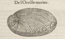 Rondelet - L'oreille marine
