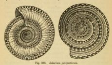 Solarium perspectivum - On Growth and Form - 1917