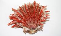 Spondylus crassisquama Lamarck, 1819. Mexique (Photo Tillman et Shellnut) - J.M. Pacaud Xenophora n°194