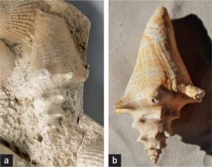 Strombe géant sur plat rustique figuline