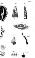 Swammerdam Biblia naturae sive ...planche VII
