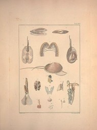 Tab XIV.- " L'animal entier de Tellina planata depouillé de sa coquille avec son manteau déployé dont les lobes sont indiqués par bb -cc "