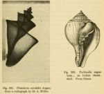 Tchatcheria mirabilis et tubinella napus - On Growth and Form - 1917