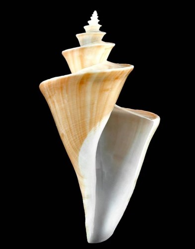 Thatcheria mirabilis