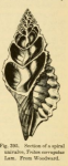 Triton corugatus - On Growth and Form - 1917