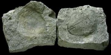 Moule externe et interne d'un brachiopode pentameride silurien © The Field Museum