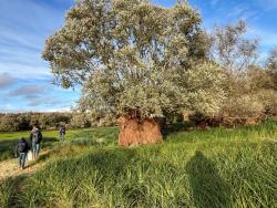 Les bords du lac sont parsemés de saules