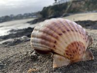 Pecten Maximus ou Coquille st jacques