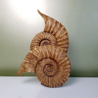 moulage-d-ammonites-en-platre-vernis
