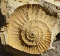 moule-externe-ammonite-Bernard-Langellier