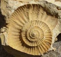 Moule externe ammonite - Photographie Bernard Langellier