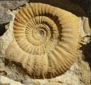 Moule interne ammonite - Photographie Bernard Langellier