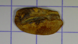 otolithe de poisson