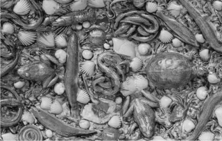 Bassin ovale (détail) - Bernard Palissy vers 1560 - Musée du Louvre © 2002 RMN-Grand Palais Jean-Gilles Berizzi