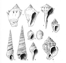 Fossiles de Léognan (33) - Claude L.