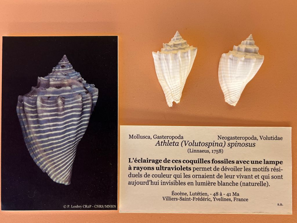 Athleta (volutospina) spinosus (Linnaeus, 1758) - Présentation actuelle au MNHN, galerie de Paléontologie