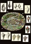 Plat du MET avec positionnement des moulages de fossiles d'Athleta (Volutospina) spinosus. Article de Michel Pacaud et Jacques Pons in Fossiles n°16, Revue française de Paléontologie.