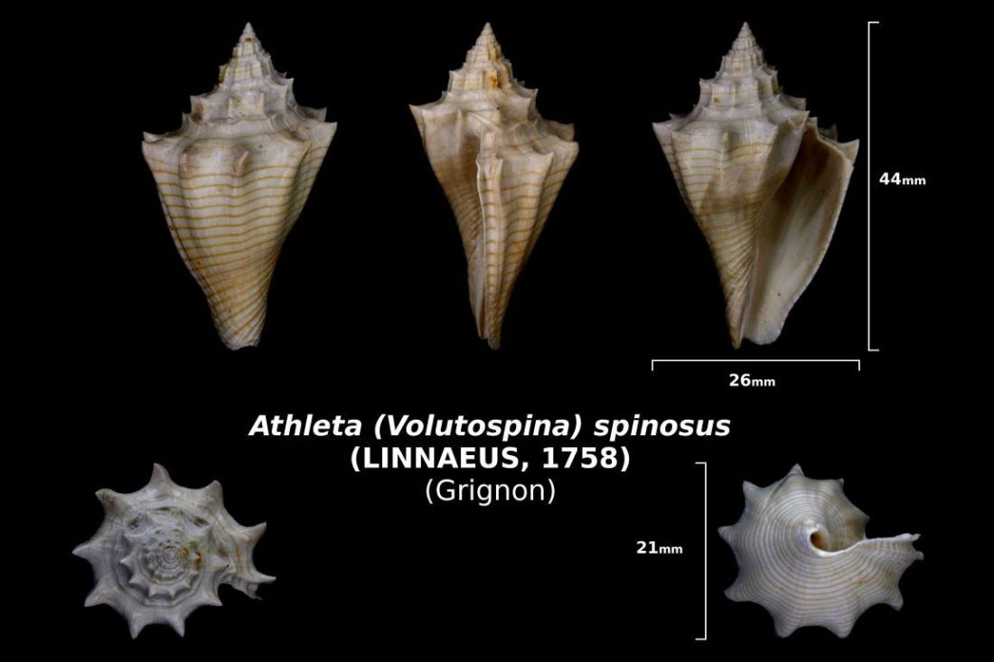 Athleta (Volutospina) spinosus (Linnaeus, 1758) - Photo Delphin Hugo