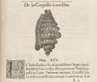 Guillaume Rondelet - "Histoire des entière des poissons" (1553)