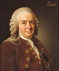 Carl von Linné - portrait par Alexandre Roslin (1775)