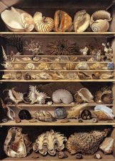 Choix de 71 coquillages rangés sur des rayons - aquarelle gouachée - Leroy de Barde - 1803 - Acquisition Louis XVIII et don au Musée du Louvre
