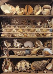 Choix de 71 coquillages rangés sur des rayons - aquarelle gouachée - Leroy de Barde - 1803 - Acquisition Louis XVI et don au Musée du Louvre
