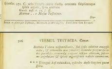 Conus spinosus - Systema naturae - Linné - ed 1758 T1 p715