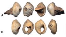 Coquilles perforées de Nassarius gibbosulus provenant de Mugharet es Skhul  - Israël - D'après Vanhaeren et al. 2006