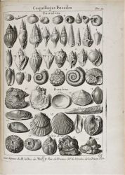 Lithologie et Conchyologie... Dezallier 1742 . Pl 33 . Les 4 coquilles n°10 dont Athleta spinosus proviennent de Courtagnon en Champagne.