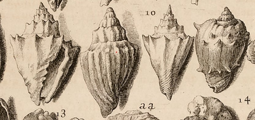 Lithologie et Conchyologie... Dezallier 1742 . Extrait Pl 33 . Les 4 coquilles n°10 dont Athleta spinosus proviennent de Courtagnon en Champagne.