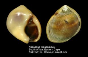Nassarius kraussianus (Dunker,1846) - actuel - © Worms C-Joop-Trausel et Frans-Slieker