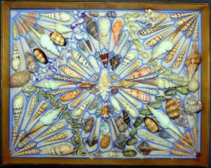 Tiroir-de-coquillages-du-xviiie siecle-collection-Simon-Schijnvoet