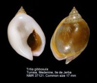 Tritia gibbosula (Linnaeus, 1758) - Nassarinae - actuel -  © Worms