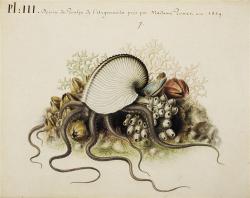 L’Argonauta argo sur une aquarelle de la main de Jeanne Villepreux-Power réalisée en 1839 d’après les spécimens qu’elle étudiait en Sicile. - © Bibliothèque centrale M.N.H.N. Paris - Eve Goodson