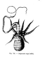 Le bras reproducteur (hectocotyle) déployé du mâle d'Argonauta argo est prêt à se détacher pour aller féconder une femelle - Alfred Brehm - Merveilles de la nature … (1884) 