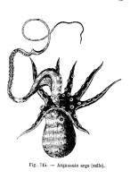 Le bras reproducteur (hectocotyle) déployé du mâle d'Argonauta argo est prêt à se détacher pour aller féconder une femelle - Alfred Brehm - Merveilles de la nature … (1884)