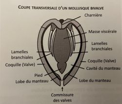 Coupe transversale d'un mollusque bivalve - Crédit l'œillet des dunes - Ré nature environnement