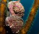 Mollusque de l'année 2023 Concholepas concholepas - Photo Cristian Sepulveda