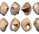 Coquilles perforées de Nassarius gibbosulus provenant de Mugharet es Skhul  - Israël - D'après Vanhaeren et al. 2006