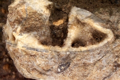 Une superbe ammonite dont les loges ont le contenu épigénisé en calcite. Photo Aude Bouillé