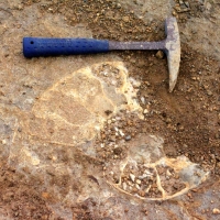 Cette ammonite de belle taille faisant partie de la dalle constituant le toit du Toarcien (?), il est malheureusement impossible de la récolter, mais la photo en laisse un témoignage. Photo Aude Bouillé
