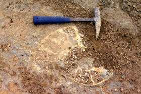 Cette ammonite de belle taille faisant partie de la dalle constituant le toit du Toarcien (?), il est malheureusement impossible de la récolter, mais la photo en laisse un témoignage. Photo Aude Bouillé