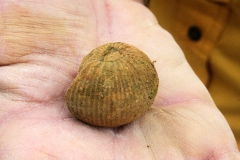 Superbe pièce, petite mais très bien conservée, en bonne main (celle de M. Claude Hy). Ammonite à identifier!Photo Aude Bouillé