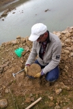 Très belle ammonite, hélas fracturée au dégagement, mais néanmoins réparable et digne de figurer dans la collection de M. Jacques Dillon.  Photo Aude Bouillé