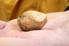 Encore un Brachiopode à identifier, dans la main de M.Claude Hy. Photo Aude Bouillé