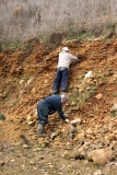 Chacun cherche dans une strate différente. Mais ne nous trompons pas, le plus haut perché ne s\'est pas permis de grimper sur le dos et le crâne de son collègue. Photo Aude Bouillé