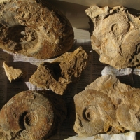 Récolte de Jacques: Ammonites à identifier. Photo Jacques Dillon