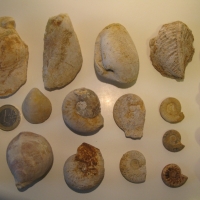 Récolte de Jacques: Bivalves, Brochiopodes et ammonites à identifier. Photo Jacques Dillon