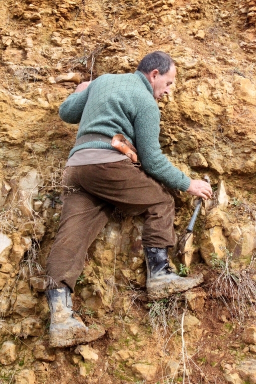 L\'accès aux ammonites nécessite parfois de faire de l\'escalade, mais l\'on n\'a rien sans effort, et la couche (Aalénien ?) est très riche, non seulement en ammonites, mais aussi  en brachiopodes et autres bivalves (pélécypodes). Photo Aude Bouillé